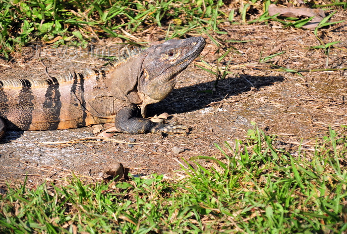 costa-rica119: Carara National Park, Puntarenas province, Costa Rica: iguana basking in the sun - reptlile - photo by M.Torres - (c) Travel-Images.com - Stock Photography agency - Image Bank