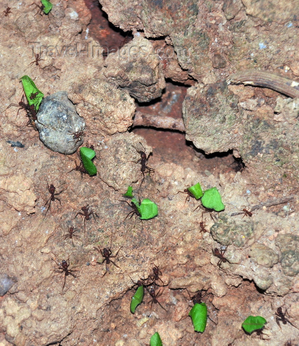 costa-rica120: Carara National Park, Puntarenas province, Costa Rica: busy leafcutter ants - insects - photo by M.Torres - (c) Travel-Images.com - Stock Photography agency - Image Bank