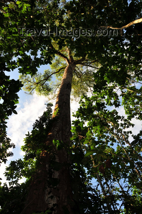 costa-rica121: Carara National Park, Puntarenas province, Costa Rica: under a espavel tree - Anacardium excelsum - primary forest - photo by M.Torres - (c) Travel-Images.com - Stock Photography agency - Image Bank