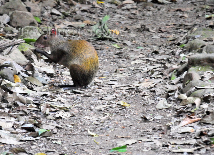 costa-rica122: Carara National Park, Puntarenas province, Costa Rica: Central American Agouti looking for seeds - Dasyprocta punctata - mammal - fauna - photo by M.Torres - (c) Travel-Images.com - Stock Photography agency - Image Bank