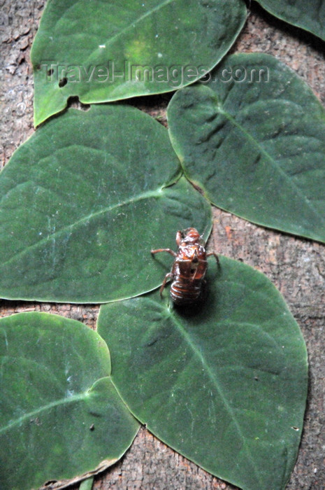 costa-rica123: Carara National Park, Puntarenas province, Costa Rica: leaves of a parasite plant and dead insect on a tree trunk - photo by M.Torres - (c) Travel-Images.com - Stock Photography agency - Image Bank