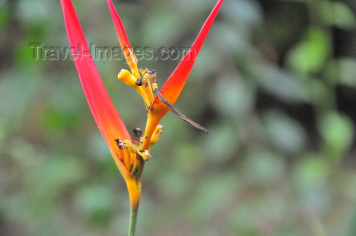 costa-rica124: Carara National Park, Puntarenas province, Costa Rica: wild Heliconia flower - photo by M.Torres - (c) Travel-Images.com - Stock Photography agency - Image Bank