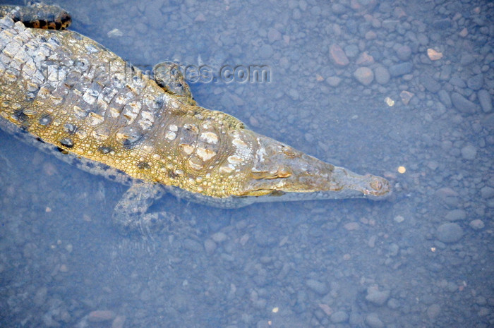 costa-rica127: Río Grande de Tárcoles, Puntarenas province, Costa Rica: crocodile seen from above - Crocodylus acutus - photo by M.Torres - (c) Travel-Images.com - Stock Photography agency - Image Bank