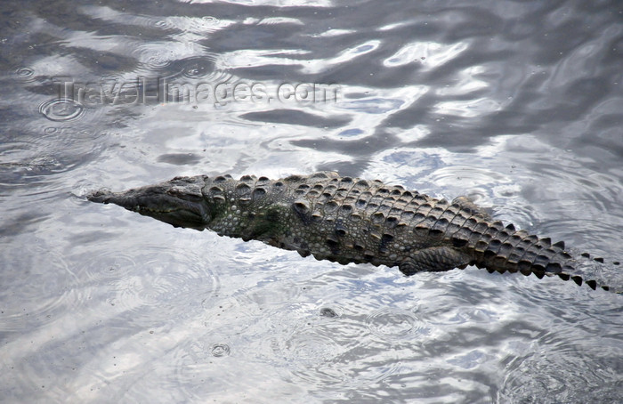 costa-rica129: Río Grande de Tárcoles, Puntarenas province, Costa Rica: crocodile entering the water - Crocodylus acutus - photo by M.Torres - (c) Travel-Images.com - Stock Photography agency - Image Bank