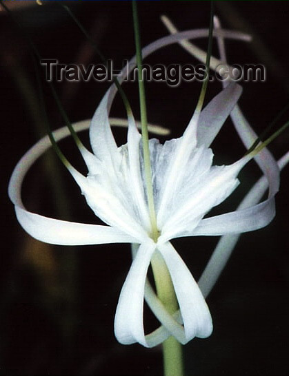 costa-rica13: Costa Rica: white Tiger lily - flower - photo by W.Schipper - (c) Travel-Images.com - Stock Photography agency - Image Bank