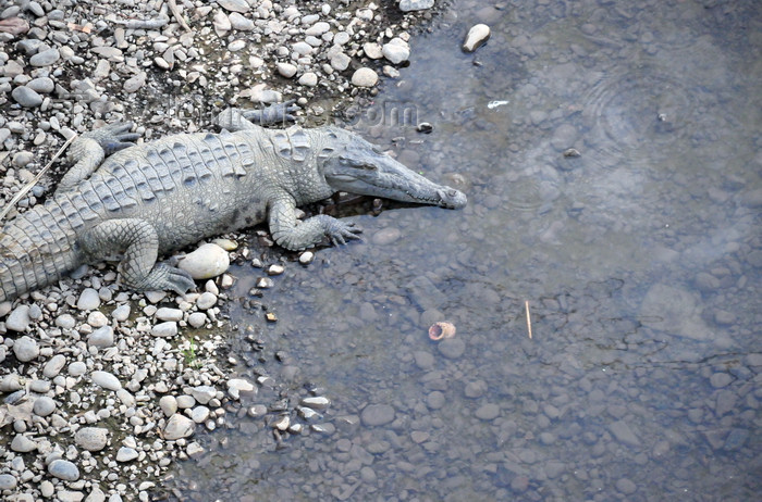 costa-rica130: Río Grande de Tárcoles, Puntarenas province, Costa Rica: crocodile on the river bank - Crocodylus acutus - photo by M.Torres - (c) Travel-Images.com - Stock Photography agency - Image Bank