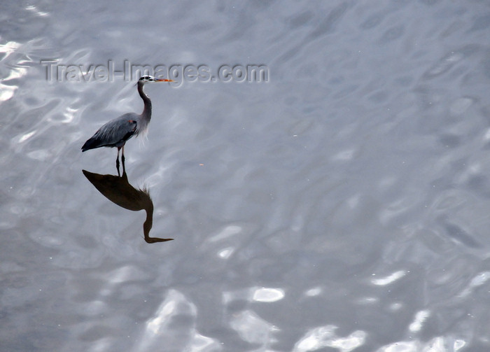 costa-rica131: Río Grande de Tárcoles, Puntarenas province, Costa Rica: Great Blue Heron , Ardea herodias in the river - photo by M.Torres - (c) Travel-Images.com - Stock Photography agency - Image Bank