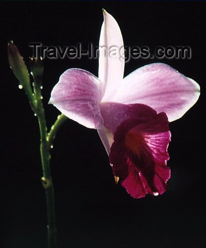 costa-rica14: Costa Rica - flower - orchid - photo by W.Schipper - (c) Travel-Images.com - Stock Photography agency - Image Bank