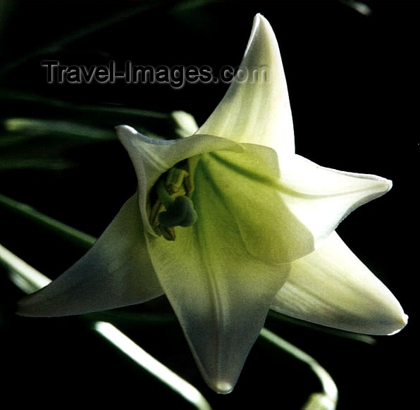 costa-rica15: Costar Rica - Central America: trumpet flower - photo by W.Schipper - (c) Travel-Images.com - Stock Photography agency - Image Bank