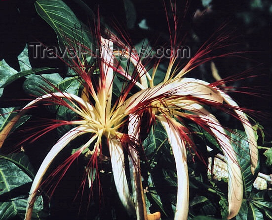 costa-rica16: Costa Rica - giant flowers - photo by W.Schipper - (c) Travel-Images.com - Stock Photography agency - Image Bank