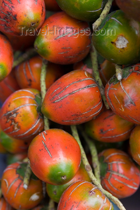 costa-rica24: Costa Rica - Alajuela province: fruit of the Bactris gasipaes palm - peach-palm - pewa - pejibaye - pixbae - chontaduro - pupunha - photo by H.Olarte - (c) Travel-Images.com - Stock Photography agency - Image Bank