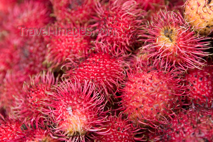 costa-rica27: Costa Rica - Alajuela province: rambutans - Nephelium lappaceum - Mamon Chino - photo by H.Olarte - (c) Travel-Images.com - Stock Photography agency - Image Bank