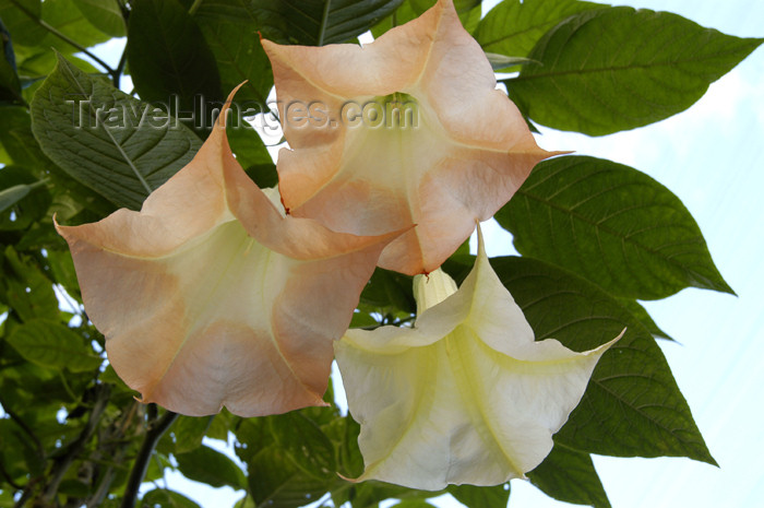 costa-rica40: Costa Rica: Bell Flowers, near San Jose - photo by B.Cain - (c) Travel-Images.com - Stock Photography agency - Image Bank