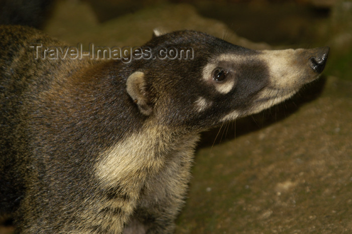 costa-rica41: Costa Rica, near San Jose: Coati - genus Nasua, family Procyonidae - Nasua narica - photo by B.Cain - (c) Travel-Images.com - Stock Photography agency - Image Bank