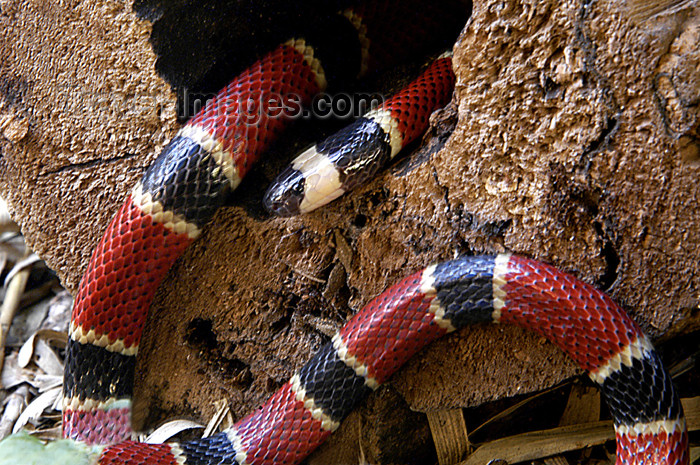 costa-rica42: Costa Rica, Monteverde: coral snake - elapid snakes - reptile - photo by B.Cain - (c) Travel-Images.com - Stock Photography agency - Image Bank