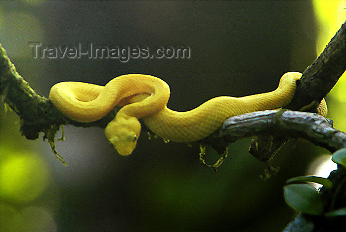 costa-rica43: Costa Rica, Tortuguero National park, Limón province: Eyelash Viper in wild - Bothriechis schleglii - venomous reptile - photo by B.Cain - (c) Travel-Images.com - Stock Photography agency - Image Bank