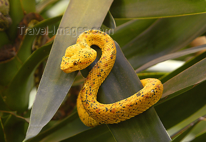 costa-rica44: Costa Rica, Monteverde, Puntarenas : Eyelash viper - photo by B.Cain - (c) Travel-Images.com - Stock Photography agency - Image Bank