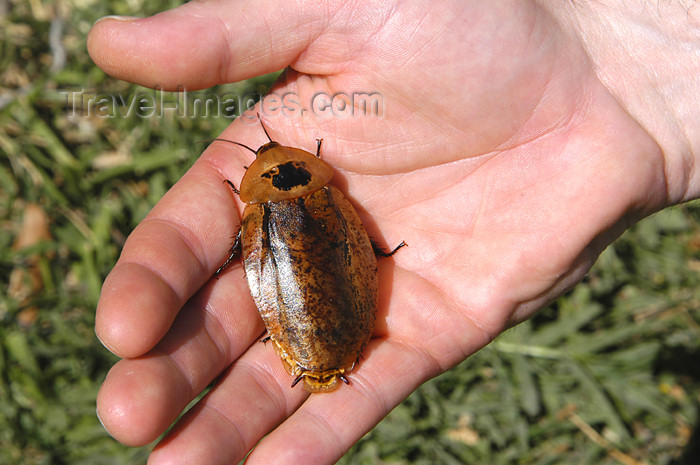 costa-rica45: Costa Rica: giant cockroach in hand - Archimandrita tessellata - insect - bug - fauna - photo by B.Cain - (c) Travel-Images.com - Stock Photography agency - Image Bank