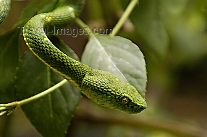 costa-rica46: Costa Rica, Monteverde reserve: Green snake - reptile - photo by B.Cain - (c) Travel-Images.com - Stock Photography agency - Image Bank