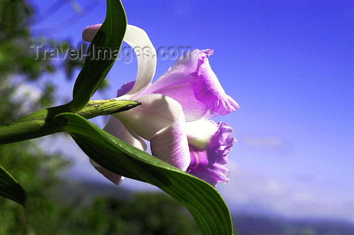 costa-rica47: Costa Rica: Hillside flower - photo by B.Cain - (c) Travel-Images.com - Stock Photography agency - Image Bank