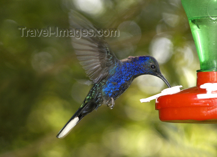 costa-rica48: Costa Rica: hummingbird inflight at feeder - colibri - photo by B.Cain - (c) Travel-Images.com - Stock Photography agency - Image Bank