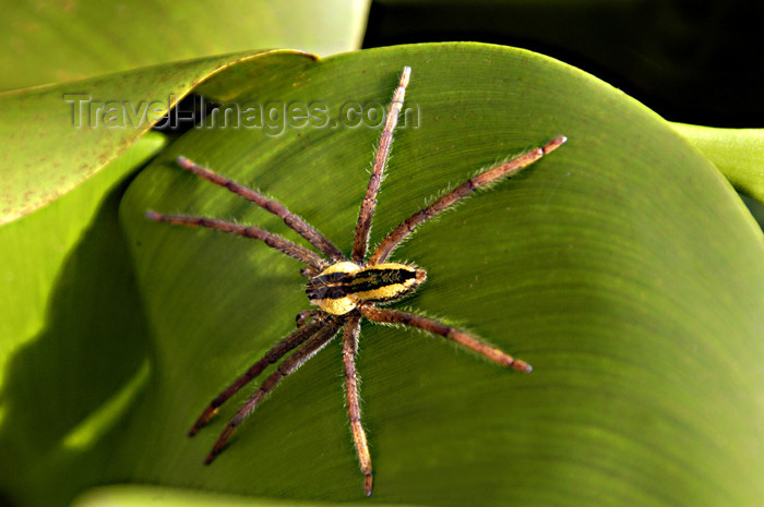 costa-rica49: Costa Rica, Tortuguero National park: large wolf spider on a leaf - photo by B.Cain - (c) Travel-Images.com - Stock Photography agency - Image Bank