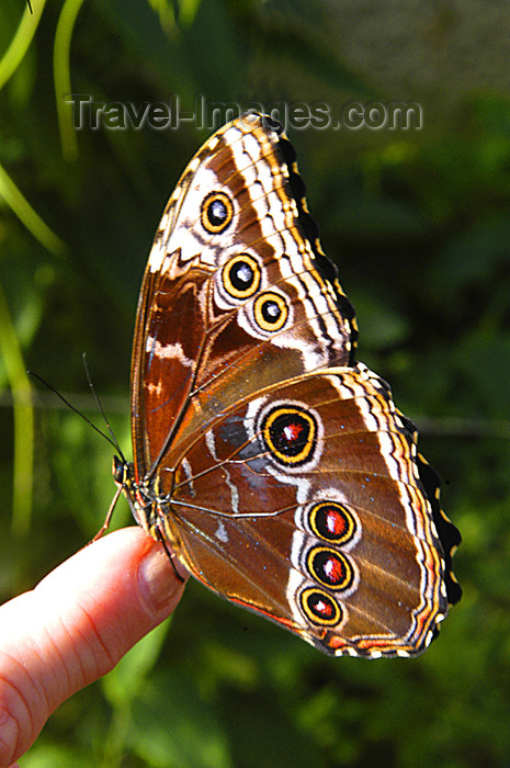 costa-rica50: Costa Rica: Morpho Butterfly on finger - photo by B.Cain - (c) Travel-Images.com - Stock Photography agency - Image Bank