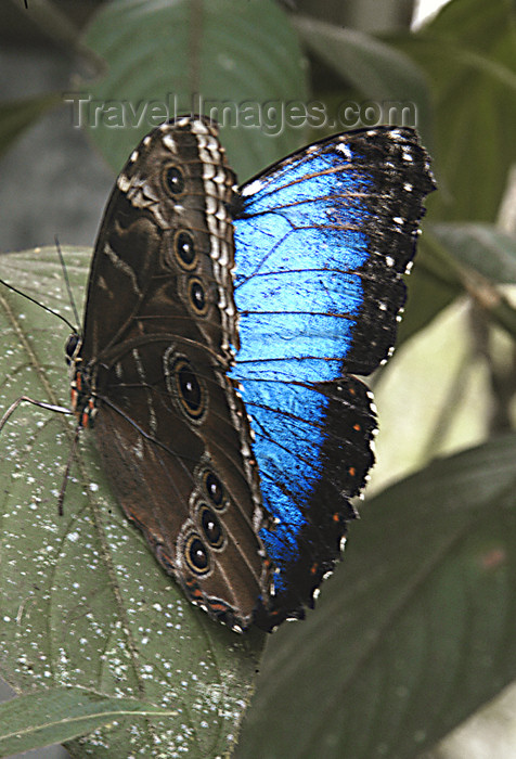 costa-rica51: Costa Rica: blue Morpho Butterfly - photo by B.Cain - (c) Travel-Images.com - Stock Photography agency - Image Bank
