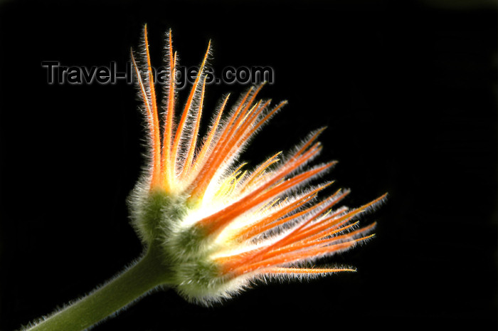 costa-rica52: Costa Rica: orange flower, black background - photo by B.Cain - (c) Travel-Images.com - Stock Photography agency - Image Bank