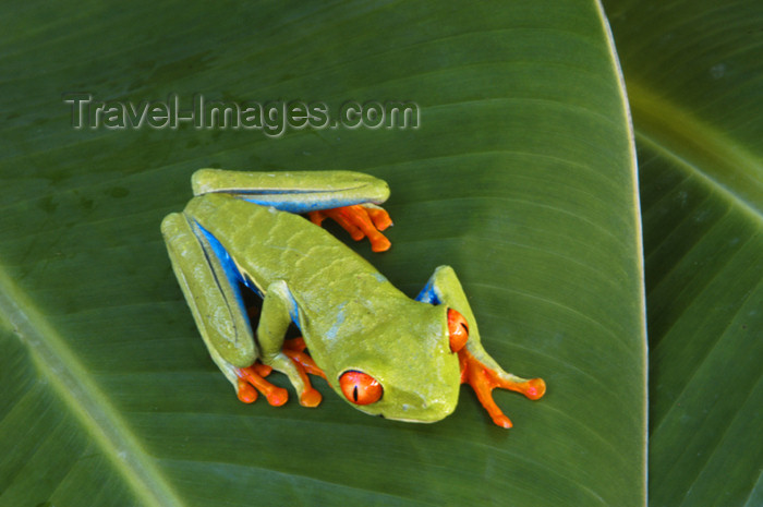 costa-rica53: Costa Rica, Tortuguero National park, Limón Province: orange-toed tree frog - arboreal hylid - photo by B.Cain - (c) Travel-Images.com - Stock Photography agency - Image Bank