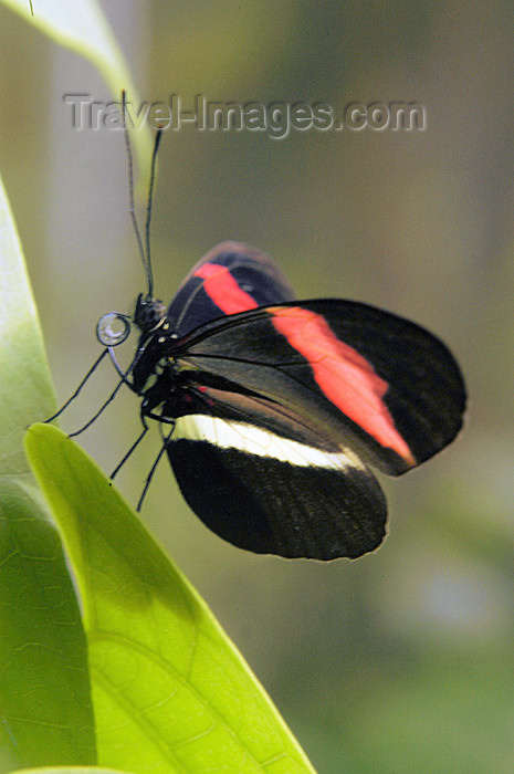 costa-rica56: Costa Rica: Heliconius erato petiverana - red and black butterfly - insect - photo by B.Cain - (c) Travel-Images.com - Stock Photography agency - Image Bank