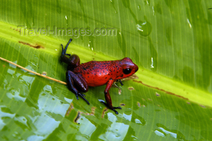 costa-rica57: Costa Rica, Tortuguero National Park, Limon: Red tree frog on a banana tree leaf - photo by B.Cain - (c) Travel-Images.com - Stock Photography agency - Image Bank