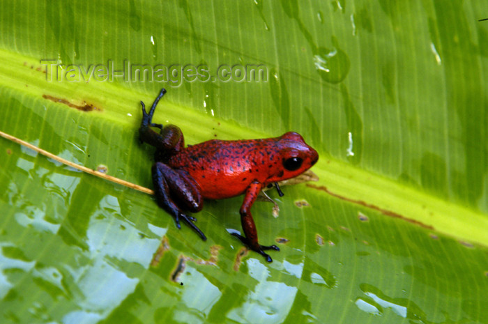 costa-rica57: Costa Rica, Tortuguero National Park, Limon: Red tree frog on a banana tree leaf - photo by B.Cain - (c) Travel-Images.com - Stock Photography agency - Image Bank