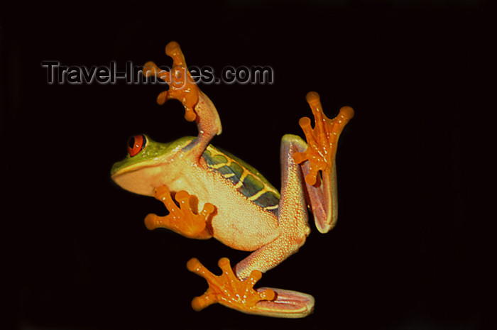 costa-rica58: Costa Rica, Monteverde Cloud Forest Reserve: red-eyed treefrog on glass - Agalychnis callidryas - amphibian - photo by B.Cain - (c) Travel-Images.com - Stock Photography agency - Image Bank