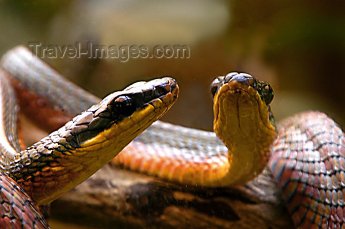 costa-rica64: Costa Rica - Snake and reflection,Monteverde - photo by B.Cain - (c) Travel-Images.com - Stock Photography agency - Image Bank