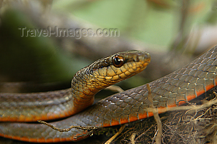 costa-rica65: Costa Rica, Monteverde Cloud Forest Reserve, Puntarenas province: snake - reptile - photo by B.Cain - (c) Travel-Images.com - Stock Photography agency - Image Bank