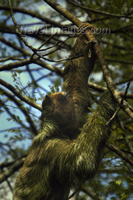 costa-rica67: Costa Rica - Three Toed Sloth climbing tree - Bradypodida - brown-throated Sloth, Bradypus variegatus - photo by B.Cain - (c) Travel-Images.com - Stock Photography agency - Image Bank