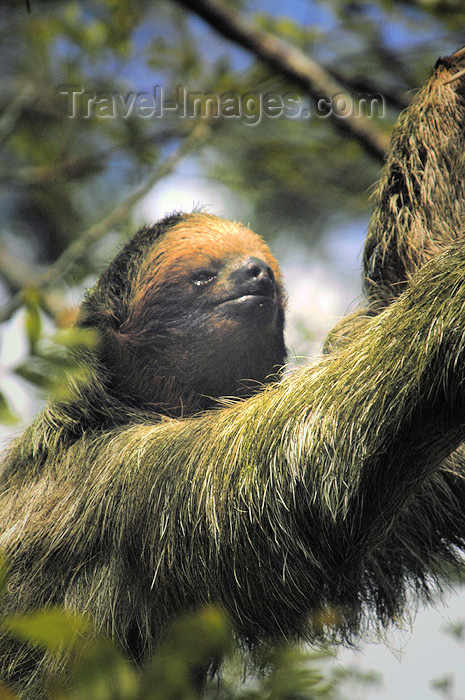 costa-rica68: Costa Rica - Three toed sloth close-up - brown-throated Sloth, Bradypus variegatus - wildlife - photo by B.Cain - (c) Travel-Images.com - Stock Photography agency - Image Bank