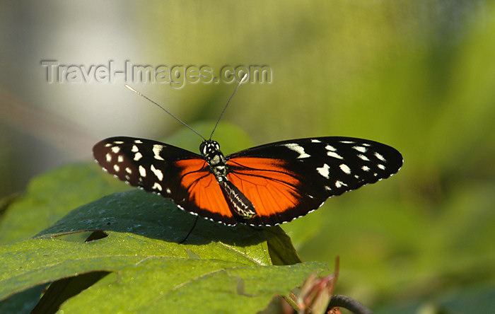 costa-rica69: Costa Rica: Tiger Butterfly - Heliconius hecale - Tiger Longwing - photo by B.Cain - (c) Travel-Images.com - Stock Photography agency - Image Bank