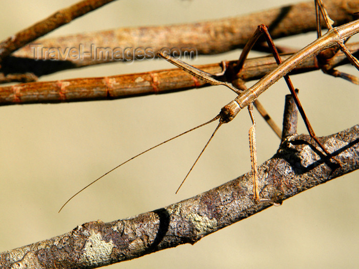 costa-rica71: Costa Rica: walking stick - stick insect - Phasmatodea - photo by B.Cain - (c) Travel-Images.com - Stock Photography agency - Image Bank