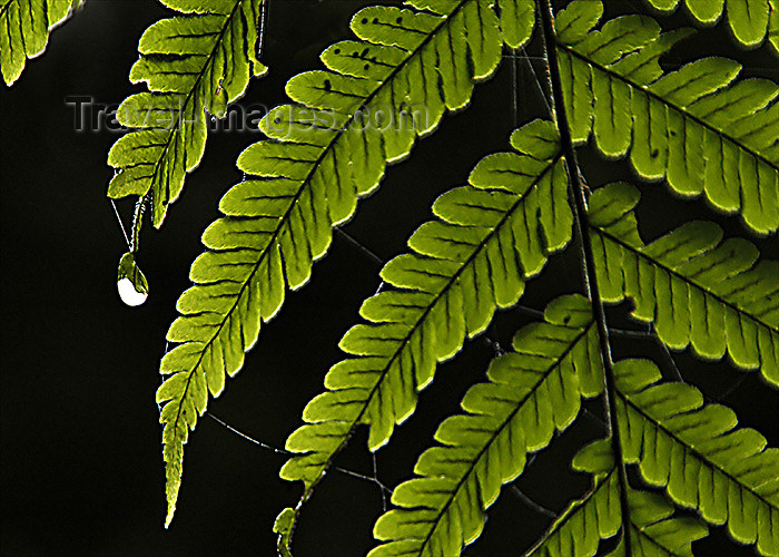 costa-rica72: Costa Rica: water droplet on a fern leaf - photo by B.Cain - (c) Travel-Images.com - Stock Photography agency - Image Bank