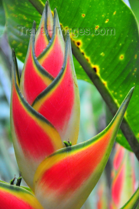 costa-rica82: Puerto Viejo de Sarapiquí, Heredia province, Costa Rica: Heliconia rostrata - Lobster claw - tropical flower - photo by M.Torres - (c) Travel-Images.com - Stock Photography agency - Image Bank