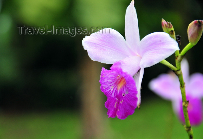 costa-rica83: Puerto Viejo de Sarapiquí, Heredia province, Costa Rica: white and magenta  orchid - photo by M.Torres - (c) Travel-Images.com - Stock Photography agency - Image Bank