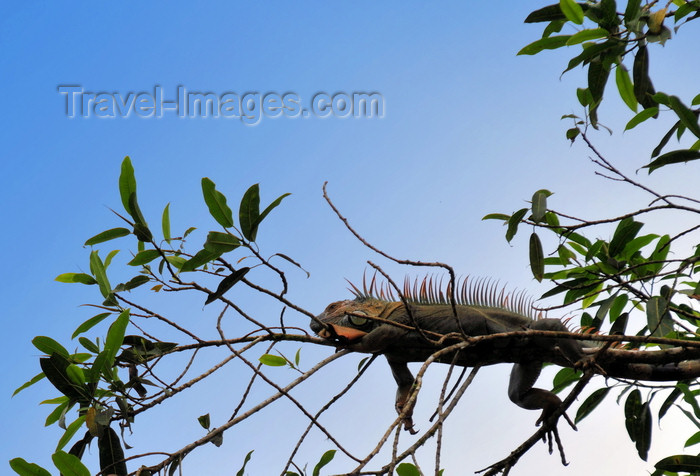 costa-rica84: Puerto Viejo de Sarapiquí, Heredia province, Costa Rica: spinytail iguana on a tree above the banks of the Sarapiquí river - Ctenosaura - photo by M.Torres - (c) Travel-Images.com - Stock Photography agency - Image Bank