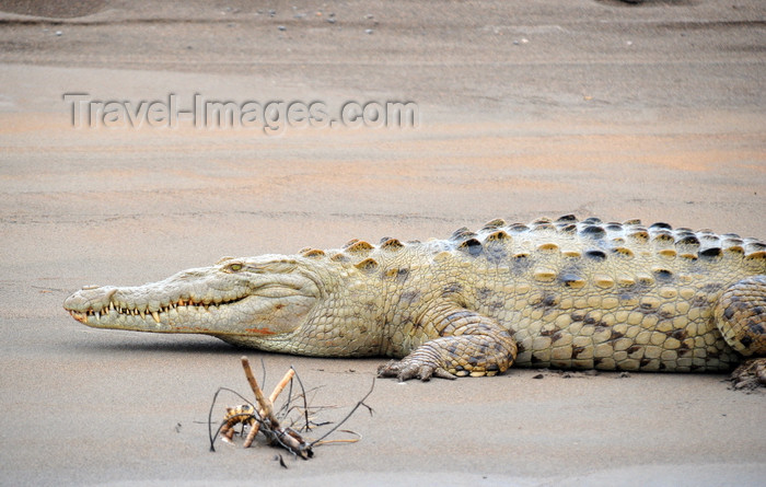 costa-rica85: Puerto Viejo de Sarapiquí, Heredia province, Costa Rica: American crocodile resting on a beach on the Sarapiquí river - Crocodylus acutus - Caribbean lowlands - photo by M.Torres - (c) Travel-Images.com - Stock Photography agency - Image Bank