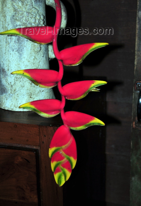 costa-rica86: Puerto Viejo de Sarapiquí, Heredia province, Costa Rica: Hanging Heliconia inflorescence - tropical flower - photo by M.Torres - (c) Travel-Images.com - Stock Photography agency - Image Bank