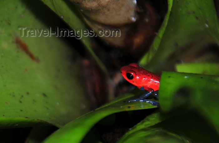 costa-rica87: Puerto Viejo de Sarapiquí, Heredia province, Costa Rica: Poison Arrow Frog - Dendrobates pumilio - colorful frog -  photo by M.Torres - (c) Travel-Images.com - Stock Photography agency - Image Bank