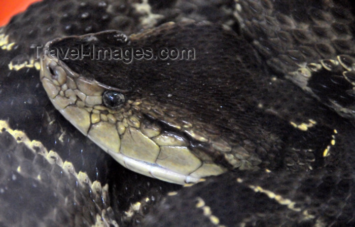 costa-rica88: Puerto Viejo de Sarapiquí, Heredia province, Costa Rica: Fer-de-Lance - Bothrops asper - the ultimate pitviper - photo by M.Torres - (c) Travel-Images.com - Stock Photography agency - Image Bank