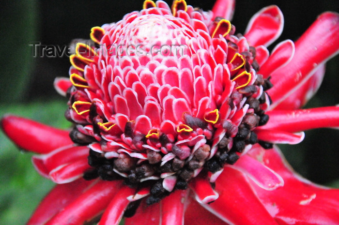 costa-rica89: Puerto Viejo de Sarapiquí, Heredia province, Costa Rica: protea flower - sugarbush - photo by M.Torres - (c) Travel-Images.com - Stock Photography agency - Image Bank
