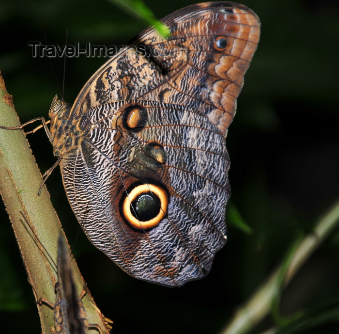 costa-rica90: Puerto Viejo de Sarapiquí, Heredia province, Costa Rica: owl butterfly - Caligo memnon - Nymphalidae family - photo by M.Torres - (c) Travel-Images.com - Stock Photography agency - Image Bank